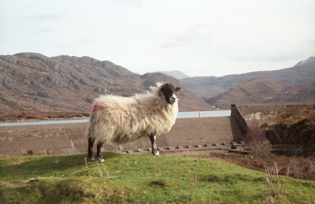 Highland Schaf