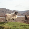Highland Schaf