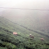 Darjeeling Tea estate