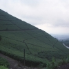 Tea estate